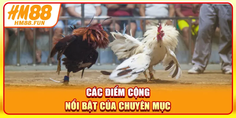 Các điểm cộng nổi bật của chuyên mục