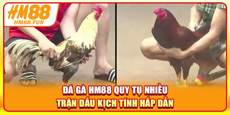 Đá gà HM88 quy tụ nhiều trận đấu kịch tính hấp dẫn