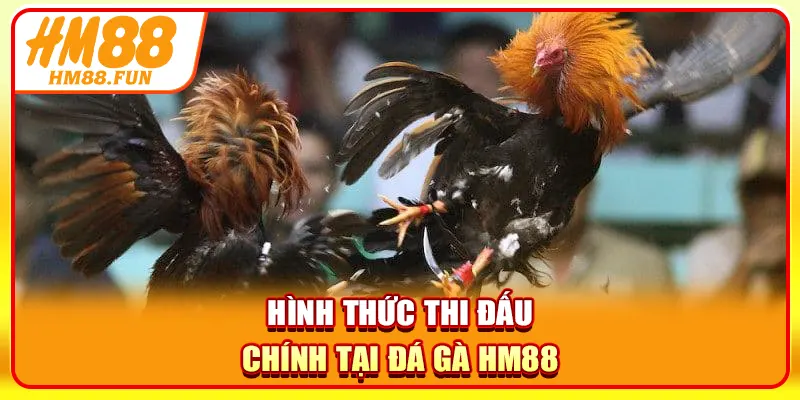 Hình thức thi đấu chính tại đá gà HM88