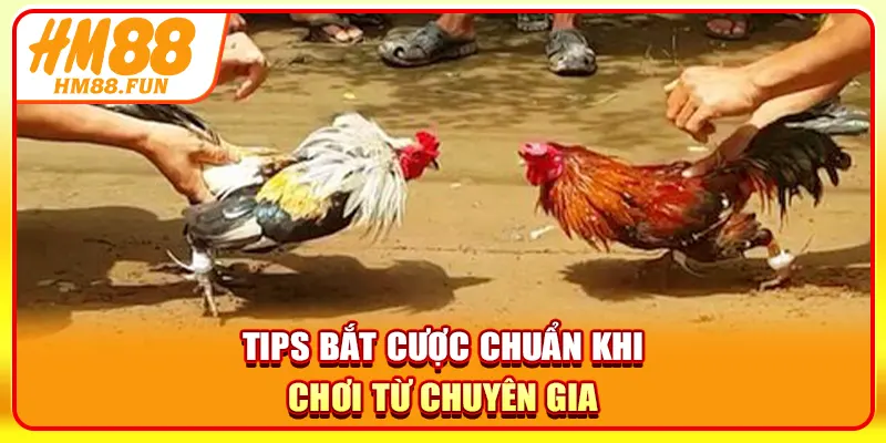 Tips bắt cược chuẩn khi chơi từ chuyên gia